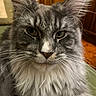 Willy participe au concours pour gagner de l'argent avec cette photo : animal, cat, close_up, ears, face, feline, fluffy, frontal_view, fur, gray_fur, green_eyes, indoors, longhaired_cat, pet, photography, portrait, serious_expression, warm_lighting, whiskers, wooden_background