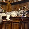 Willy participe au concours pour gagner de l'argent avec cette photo : animal_portrait, cat, cats, cozy, decorations, domestic_animals, fluffy, funny, furniture, glassware, gray_cat, home, indoors, long_hair, pets, relaxed, shelves, sleeping, white_cat, wooden_cabinet