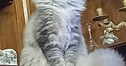 Willy a rejoint le concours — aidez-le/la à gagner de superbes lots ! angora, animal, art, cabinet, cat, chinacabinet, closet, cupboard, device, drawer, furniture, glass, hardwood, kitten, manx, pet, shelf, shovel, tool, wood