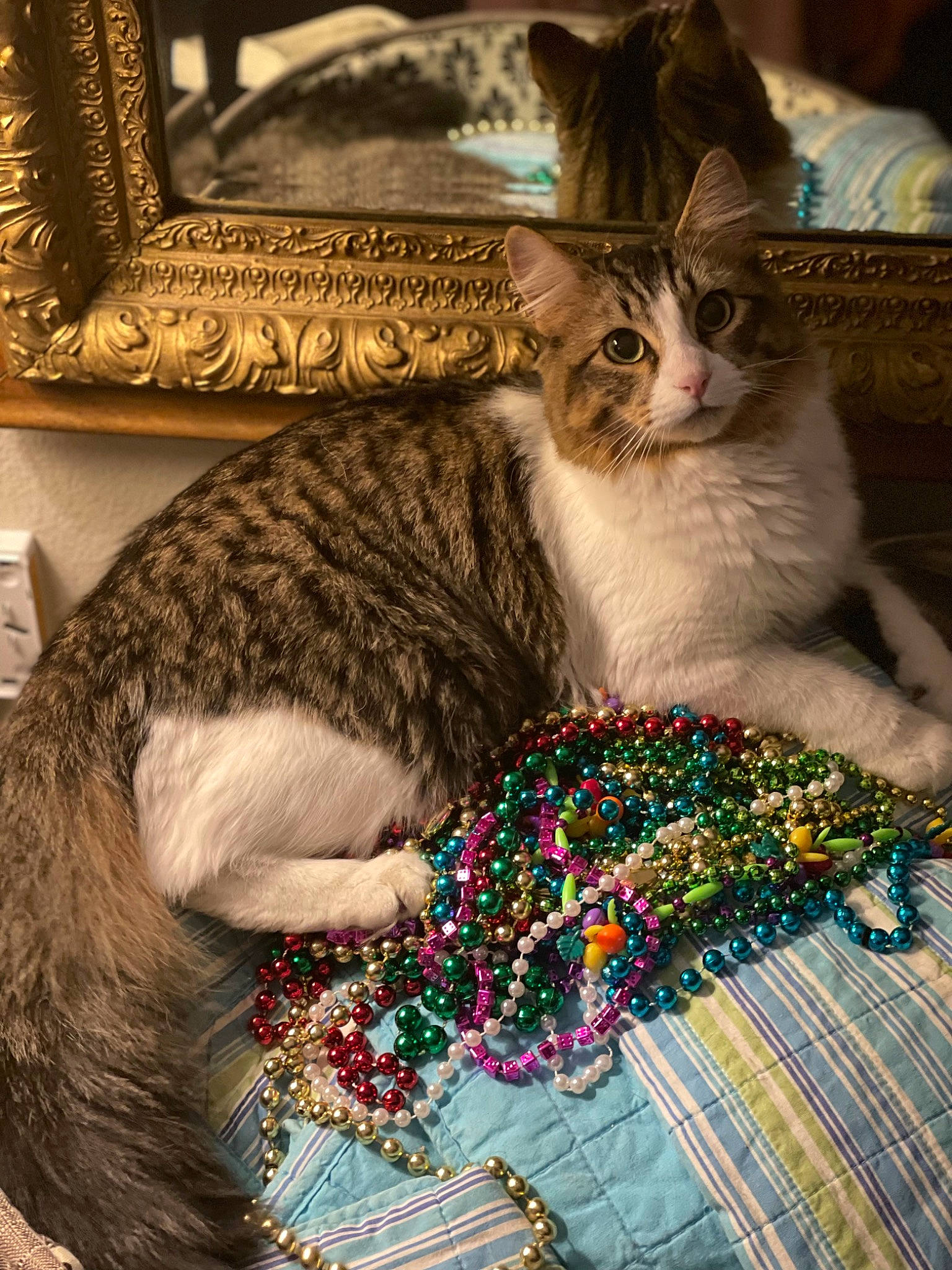 Vin joined the competition — help win amazing prizes! basket, carnivore, cat, cat_supply, claw, collar, comfort, domestic_short_haired_cat, event, fawn, felidae, fur, linens, pattern, paw, picture_frame, small_to_medium_sized_cats, tail, whiskers