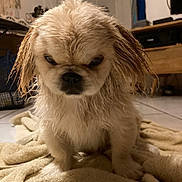 Bao participe au concours pour gagner de l'argent avec cette photo : animal, brown, cute, dog, ear, expression, face, floor, fur, fur_texture, home, indoor, light, looking_down, pet, puppy, scruffy, small_dog, towel, wet