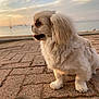 Bao participe au concours pour gagner de l'argent avec cette photo : animal, beach, brick_pavement, calm_water, cloudy_sky, cream_colored, dog, fluffy, nature, outdoor, paws, pet, quiet, sailboat, scenic, seaside, side_view, small_dog, sunset, walking_path
