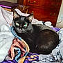 Blair Nova is registered to the contest to win money with this photo: animal, bed, bedroom, black_cat, blanket, cat, comfort, cozy, cute, domestic, dresser, fur, furniture, green_eyes, indoor, pet, relaxing, resting, sleepy, soft