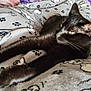 Blair Nova is registered to the contest to win money with this photo: animal, bed, black_cat, blanket, cat, comfort, cozy, cute, domestic_cat, ears, feline, fur, indoor, paw_prints, pet, relaxing, sleepy, soft, stretching, whiskers