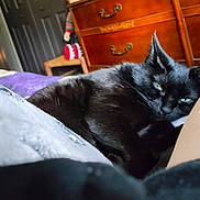 Blair Nova is registered to the contest to win money with this photo: animal, bed, black_cat, cat, close_up, comfort, cozy, cute, domestic_cat, dorm_room, fur, furniture, green_eyes, home, indoor, pet, relaxing, resting, sleepy, wooden_dresser