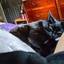 animal, bed, black_cat, cat, close_up, comfort, cozy, cute, domestic_cat, dorm_room, fur, furniture, green_eyes, home, indoor, pet, relaxing, resting, sleepy, wooden_dresser