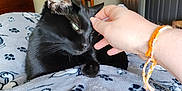 Blair Nova joined the competition — help win amazing prizes! animal, black_cat, blanket, bracelet, cat, chair, comfort, cozy, cute, door, dresser, furniture, hand, home, indoor, paw_prints, pet, relaxing, soft, wall_art