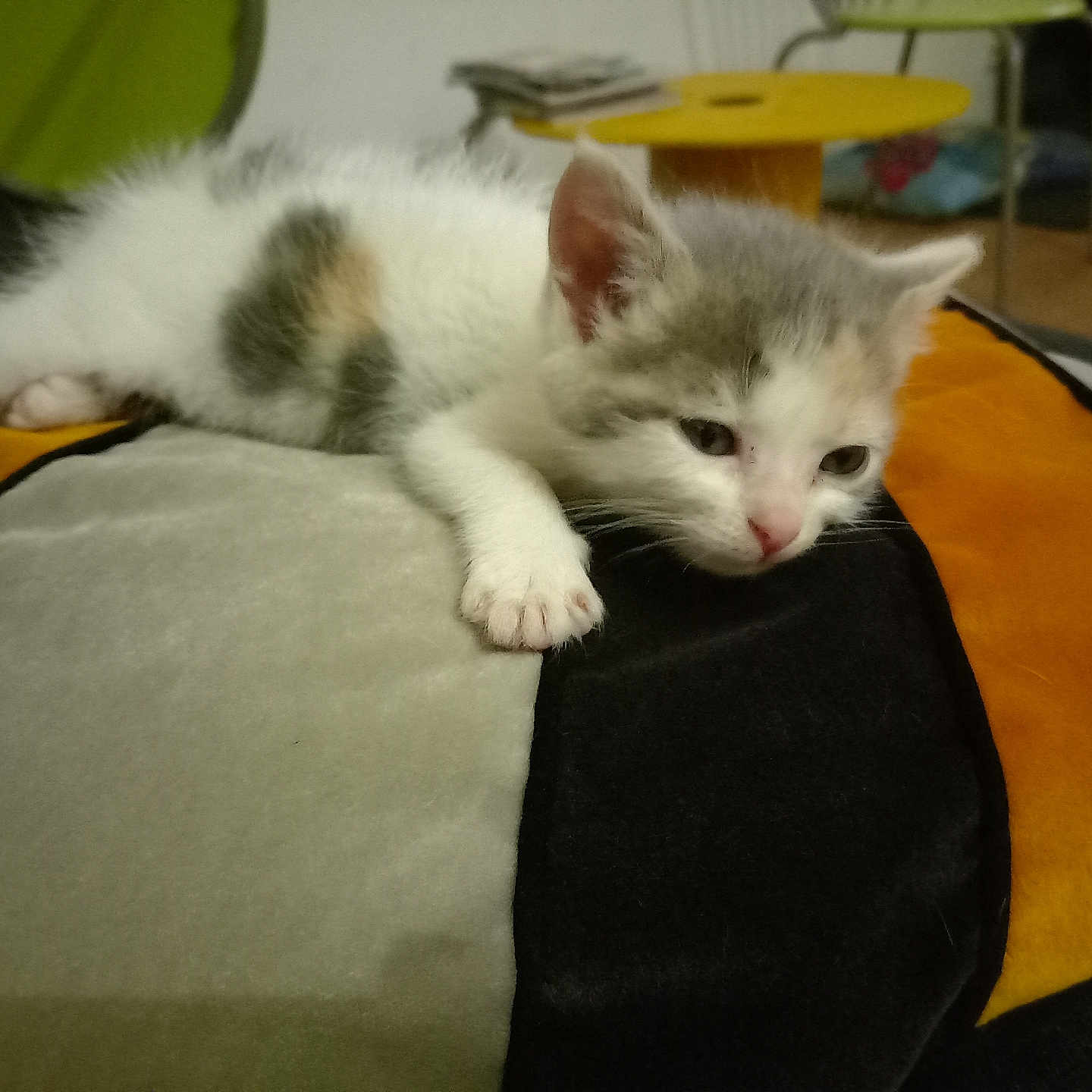 Wendy participe au concours pour gagner de l'argent avec cette photo : abyssinian, angora, animal, blanket, cat, chair, couch, furniture, kitten, manx, pet, plywood, siamese, wood