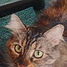 Malibu joined the competition — help win amazing prizes! cat, tabby_cat, green_eyes, close_up, curious, pet, animal, feline, indoor, carpet, chair_leg, whiskers, fur, ears, face, looking_up, domestic_cat, household, cute, companion