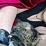 Malibu joined the competition — help win amazing prizes! cat, sleeping, tabby, fur, person, arm, bracelet, spikes, black_clothing, necklace, red_blanket, closeup, indoor, rest, cozy, pet, fur_texture, relax, human_skin, casual
