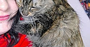 Malibu is registered to the contest to win money with this photo: cat, tabby_cat, woman, face, fur, snuggling, red_clothing, close_up, pet, affection, cozy, indoor, resting, cute, animal, human, portrait, love, companion, relaxation