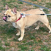Kenzi is registered to the contest to win money with this photo: dog, french_bulldog, leash, collar, grass, outdoor, pet, animal, tongue, cute, playful, standing, fawn_color, short_hair, ears, muzzle, paw, tag, nature, daylight