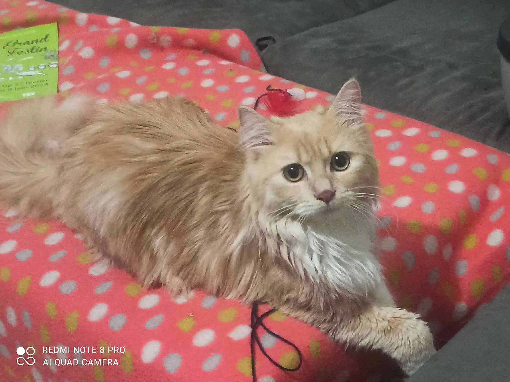 Kira participe au concours pour gagner de l'argent avec cette photo : british_longhair, carnivore, cat, claw, comfort, fawn, felidae, fur, paw, small_to_medium_sized_cats, snout, tail, terrestrial_animal, whiskers