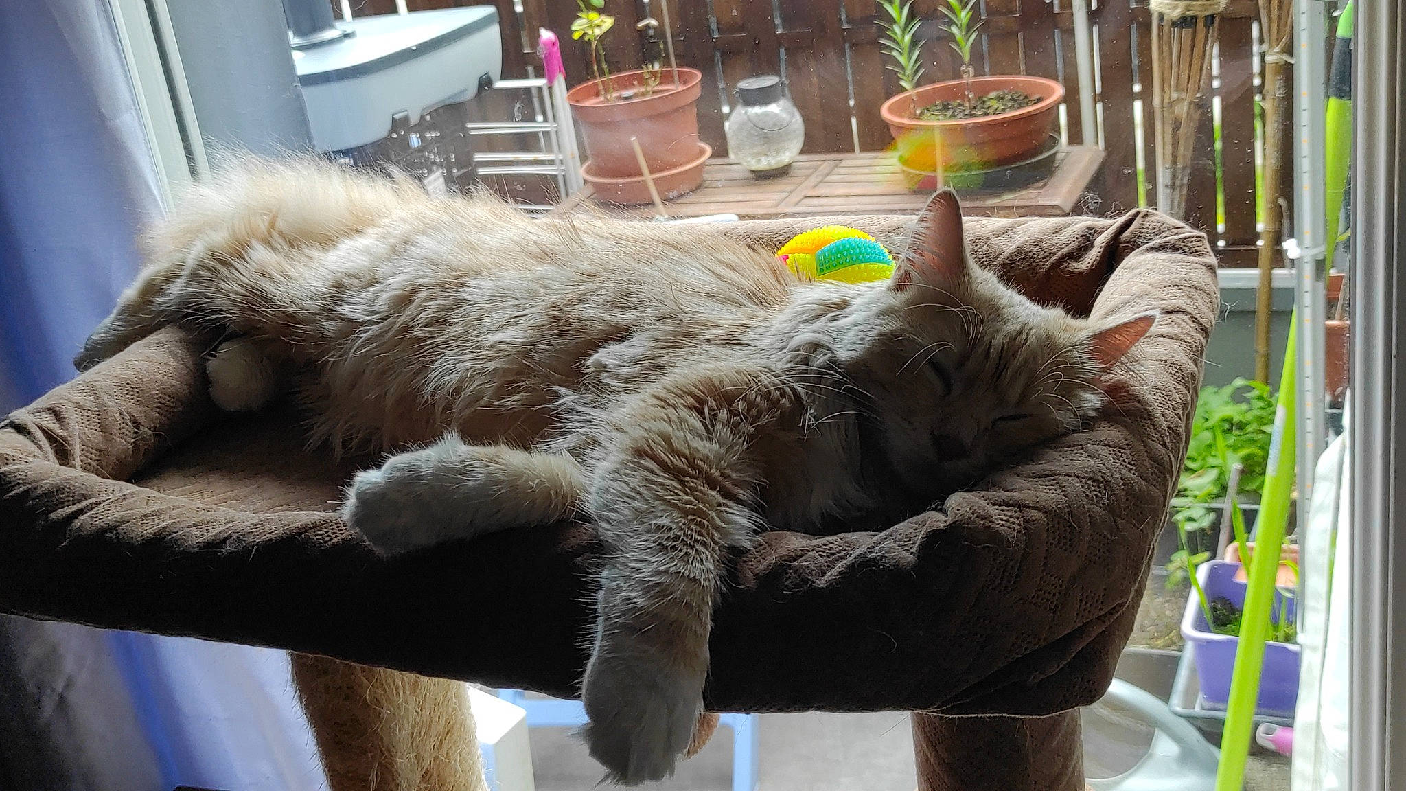 Kira a rejoint le concours — aidez-le/la à gagner de superbes lots ! carnivore, cat, chair, claw, comfort, fawn, felidae, flowerpot, fur, houseplant, natural_material, plant, small_to_medium_sized_cats, tail, whiskers, window