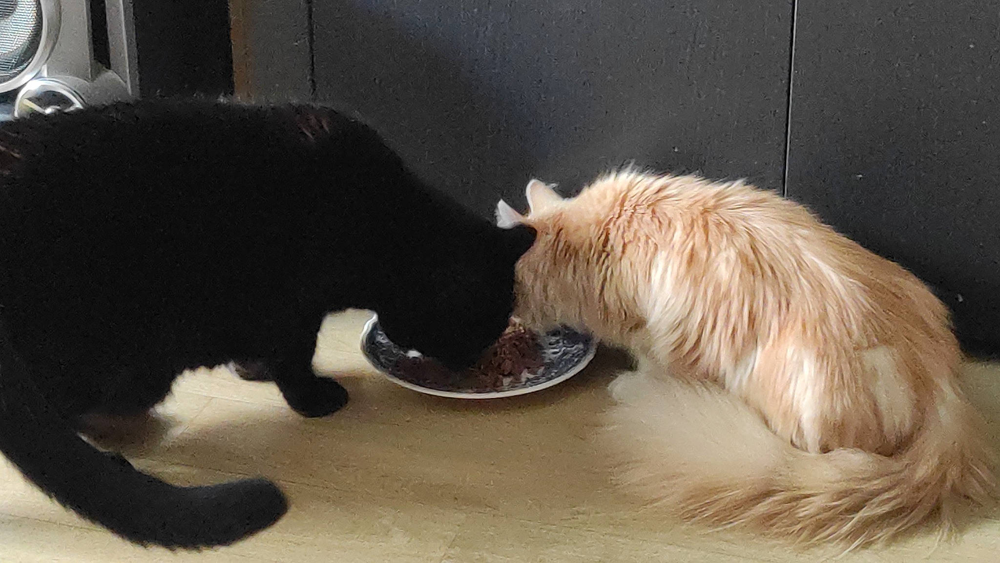 Kira participe au concours pour gagner de l'argent avec cette photo : carnivore, cat, cat_food, cat_supply, claw, companion_dog, dog_breed, domestic_short_haired_cat, feather, felidae, fur, mammal, paw, pet_supply, small_to_medium_sized_cats, snout, tail, terrestrial_animal, vertebrate, whiskers