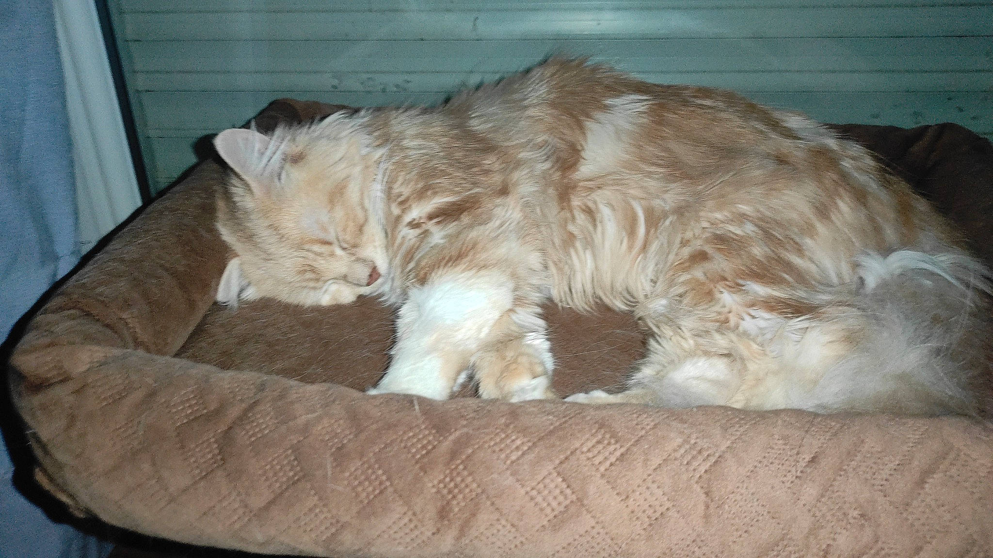 Kira a rejoint le concours — aidez-le/la à gagner de superbes lots ! british_longhair, canidae, carnivore, cat, comfort, companion_dog, dog_breed, domestic_short_haired_cat, fawn, felidae, fur, liver, nap, paw, small_to_medium_sized_cats, sporting_group, tail, terrestrial_animal, whiskers, working_animal