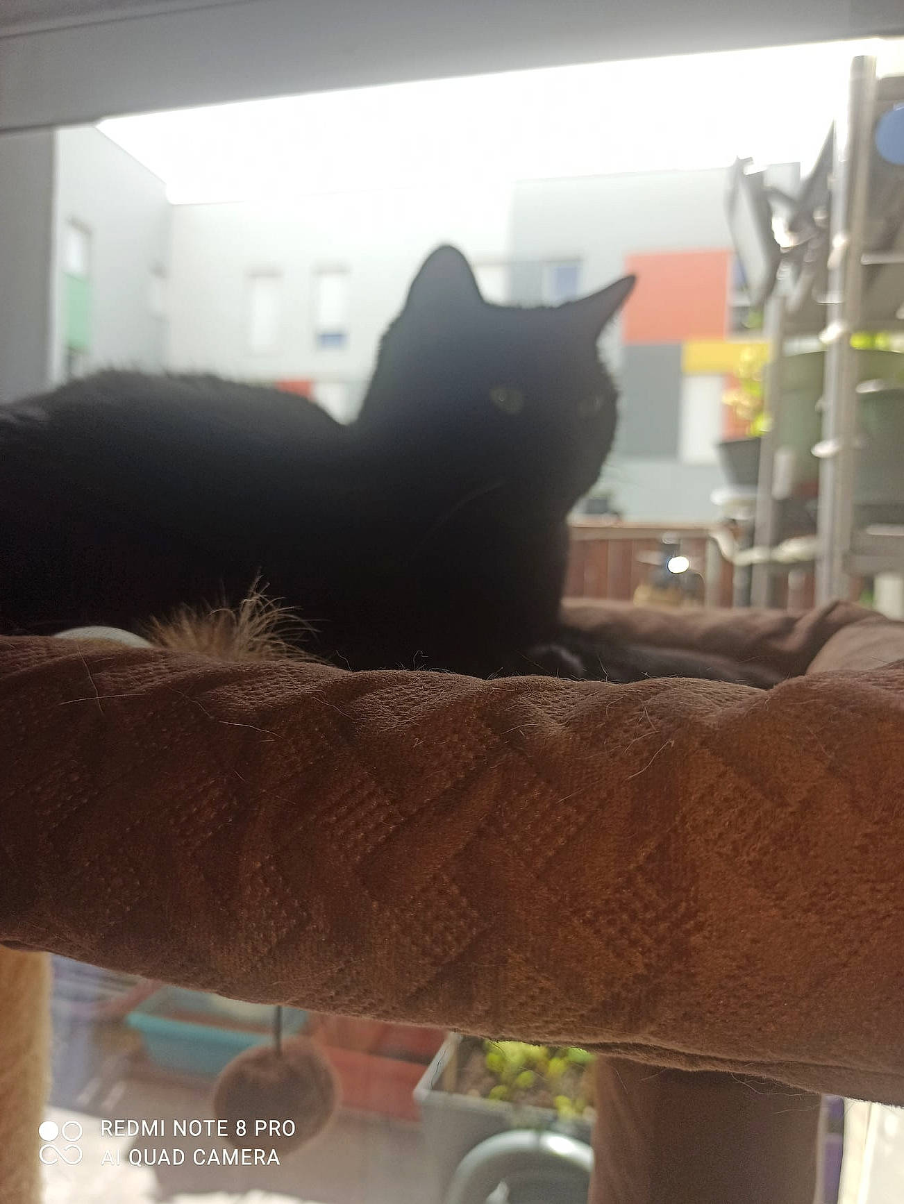 Cannelle a rejoint le concours — aidez-le/la à gagner de superbes lots ! black_cat, bombay, carnivore, cat, comfort, domestic_short_haired_cat, felidae, fur, grey, room, shadow, sitting, small_to_medium_sized_cats, snout, tail, tints_and_shades, tree, whiskers, window, wood