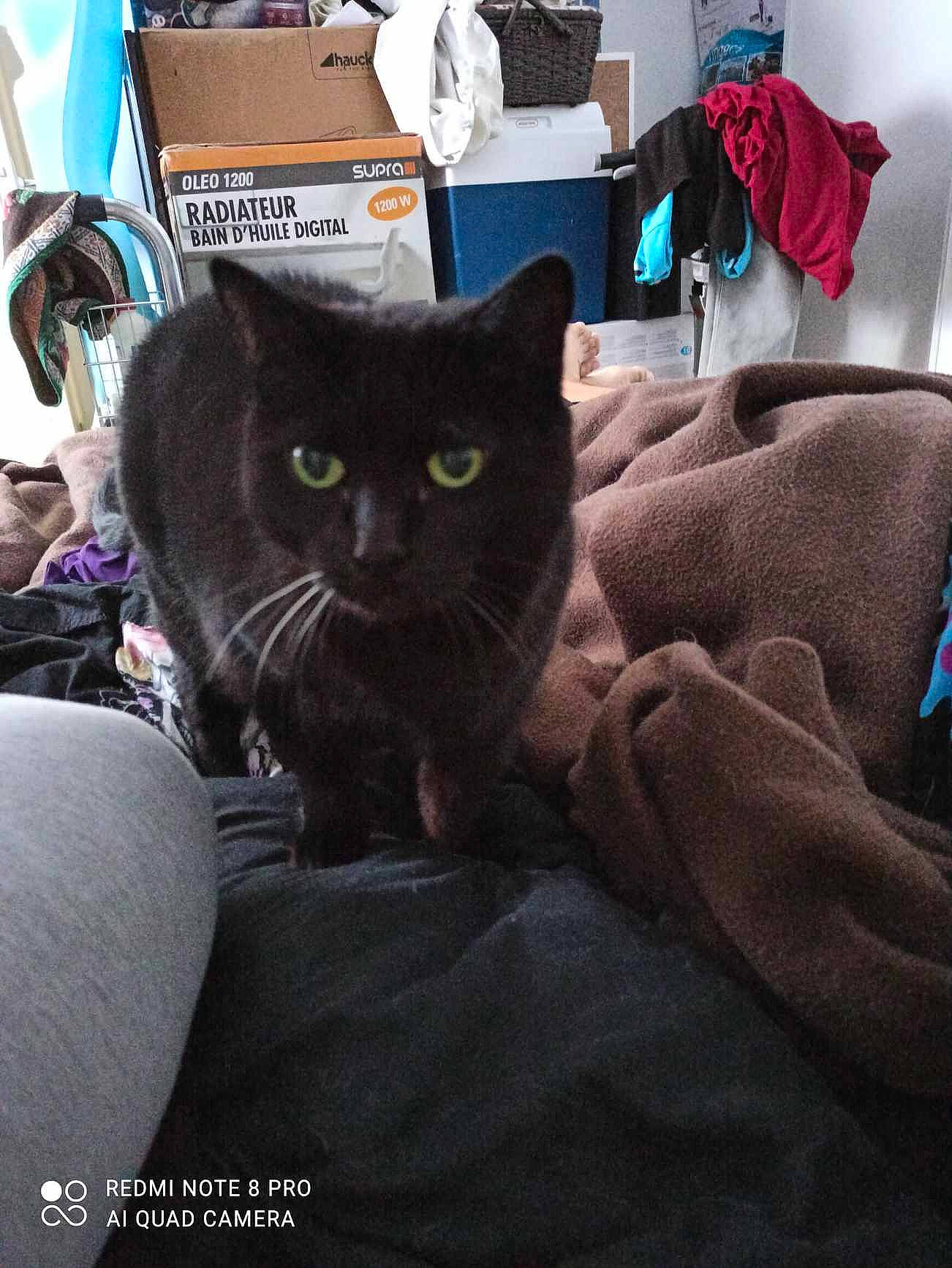 Cannelle participe au concours pour gagner de l'argent avec cette photo : bag, black_cat, bombay, box, carnivore, cat, comfort, domestic_short_haired_cat, felidae, fur, grey, linens, luggage_and_bags, pillow, room, shipping_box, sitting, small_to_medium_sized_cats, tail, whiskers