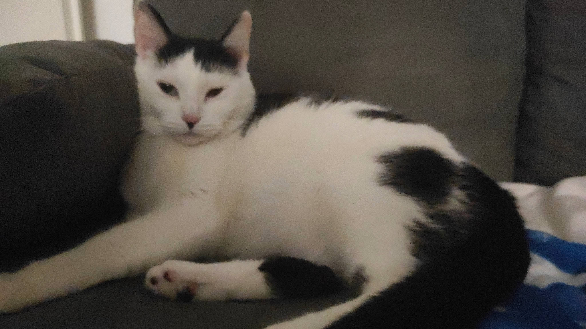 Minette a rejoint le concours — aidez-le/la à gagner de superbes lots ! carnivore, cat, claw, comfort, domestic_short_haired_cat, felidae, fur, paw, sitting, small_to_medium_sized_cats, snout, tail, terrestrial_animal, whiskers