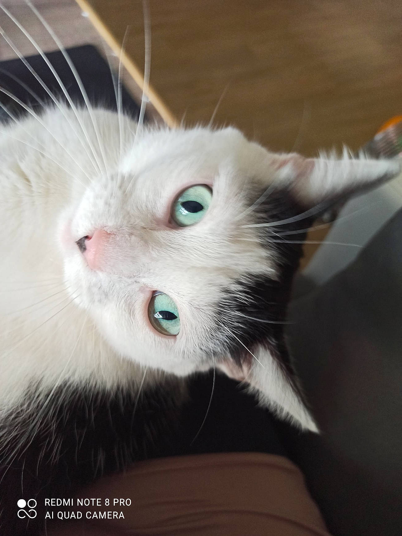 Minette participe au concours pour gagner de l'argent avec cette photo : box, carnivore, cat, claw, domestic_short_haired_cat, eye, eyelash, felidae, fur, paw, small_to_medium_sized_cats, snout, tail, terrestrial_animal, thai, whiskers