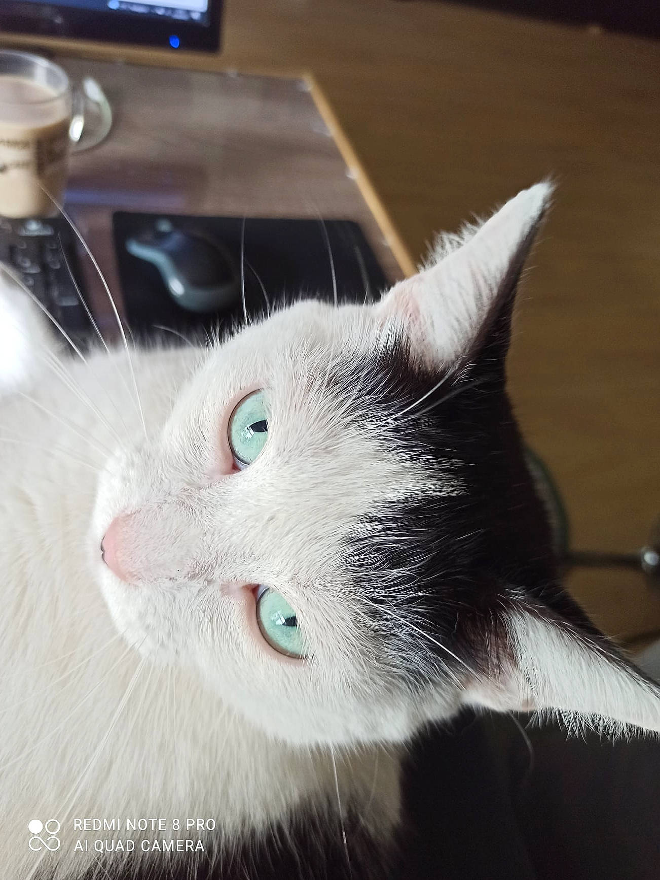 Minette a rejoint le concours — aidez-le/la à gagner de superbes lots ! carnivore, cat, domestic_short_haired_cat, felidae, fur, small_to_medium_sized_cats, snout, whiskers, window