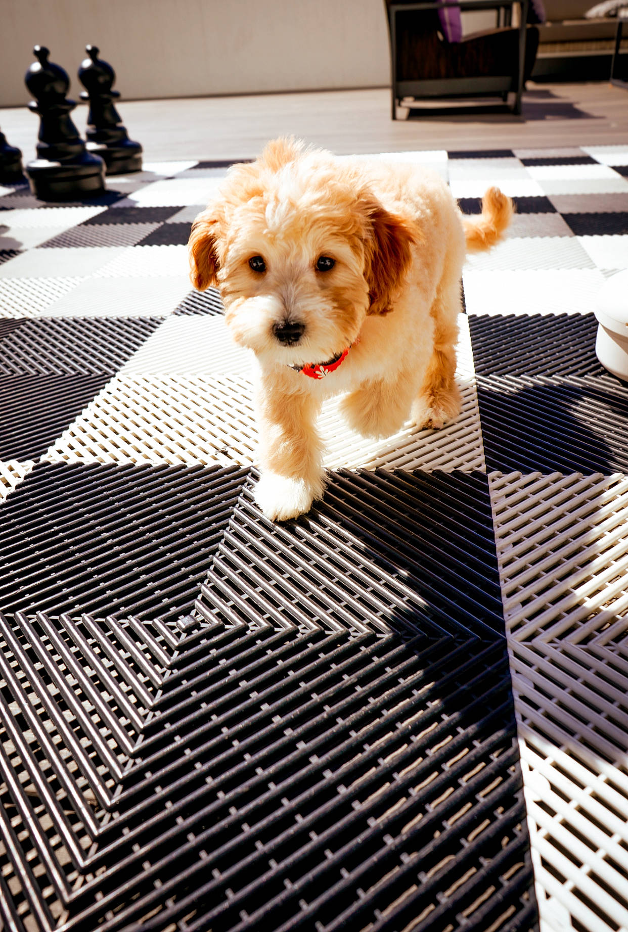 Abby is registered to the contest to win money with this photo: asphalt, carnivore, companion_dog, dog, dog_breed, floor, flooring, fur, leash, pattern, paw, road_surface, sidewalk, sitting, small_terrier, sporting_group, street, terrier, toy_dog, whiskers