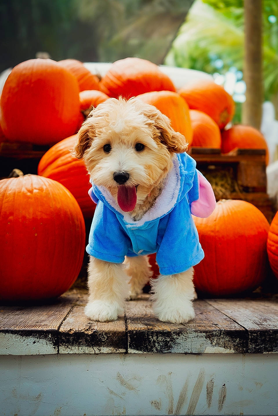 Abby is registered to the contest to win money with this photo: calabaza, carnivore, companion_dog, cucurbita, dog, dog_breed, dog_clothes, fawn, gourd, grass, natural_foods, orange, plant, pumpkin, snout, sporting_group, squash, tree, vegetable, winter_squash