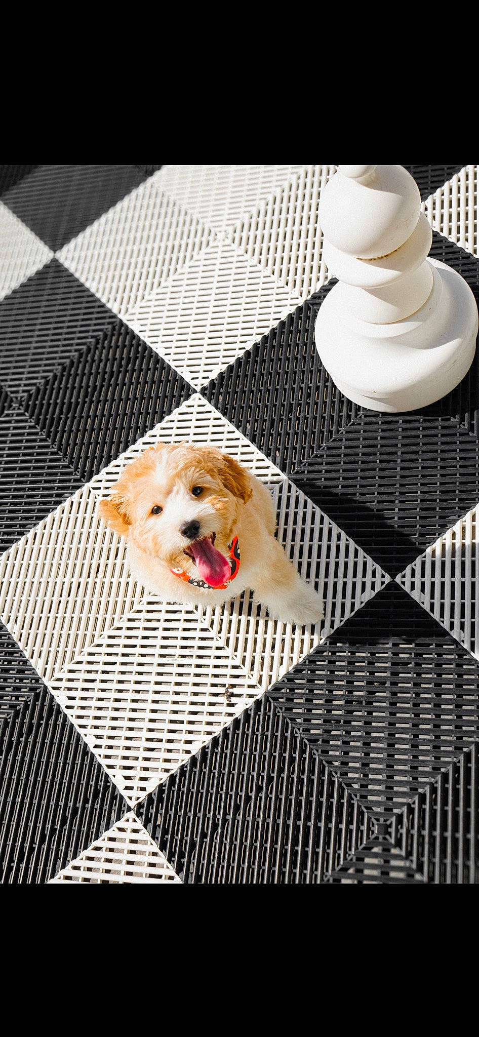 Abby joined the competition — help win amazing prizes! carnivore, companion_dog, cup, dishware, dog, dog_breed, dog_crate, dog_supply, fawn, flooring, pattern, pet_supply, serveware, snout, table, tableware, toy, toy_dog, white, working_animal