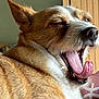 animal, background, canine, close_up, cozy, dog, ears, expression, fur, indoor, mammal, mouth, nose, pet, relaxed, sleepy, tongue, tongue_out, whiskers, yawning