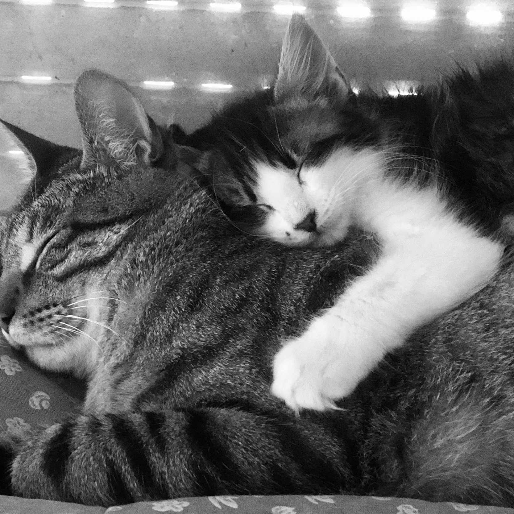 Hopper Et Flach participe au concours pour gagner de l'argent avec cette photo : animal, black_and_white, cat, closeup, comfort, companion, cozy, cuddle, cute, domestic, feline, fur, hug, nap, peaceful, pet, rest, sleeping, soft, whiskers