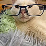 cat, white_cat, glasses, close_up, fluffy, blanket, indoor, pet, cute, feline, relaxed, cozy, soft_texture, animal, whiskers, ears, nose, resting, portrait, domestic_cat