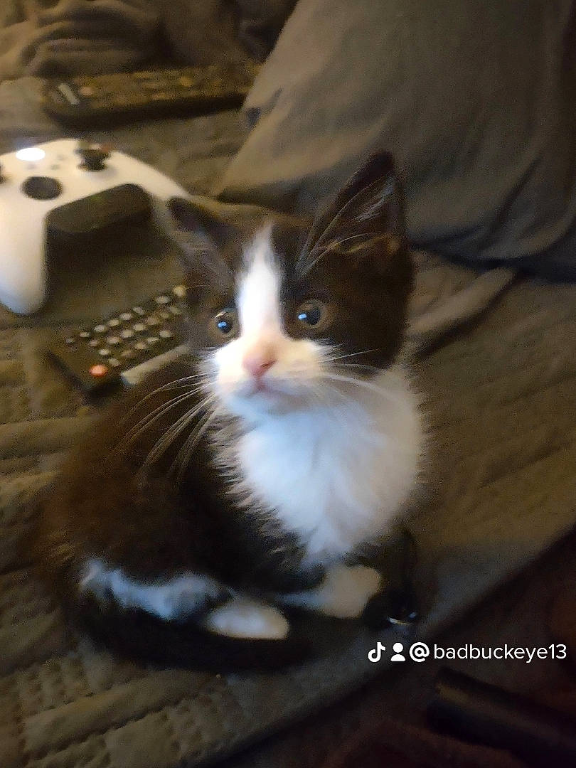 Sylvester is registered to the contest to win money with this photo: carnivore, cat, claw, domestic_short_haired_cat, felidae, flooring, foot, fur, hardwood, paw, small_to_medium_sized_cats, snout, tail, tree, whiskers, wood