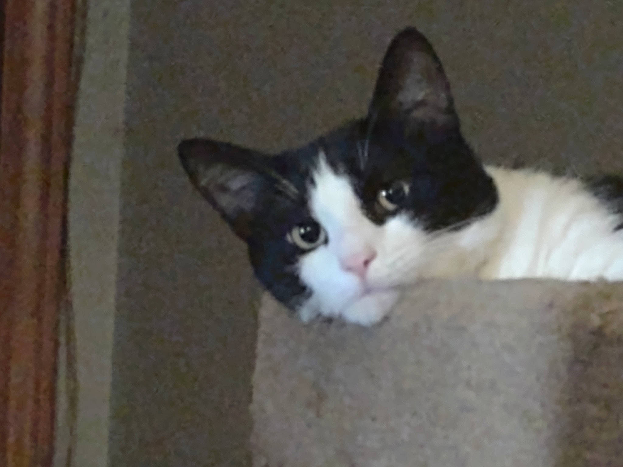 Sylvester joined the competition — help win amazing prizes! carnivore, cat, domestic_short_haired_cat, eye, felidae, flooring, fur, hardwood, head, paw, small_to_medium_sized_cats, snout, tail, whiskers, window, wood