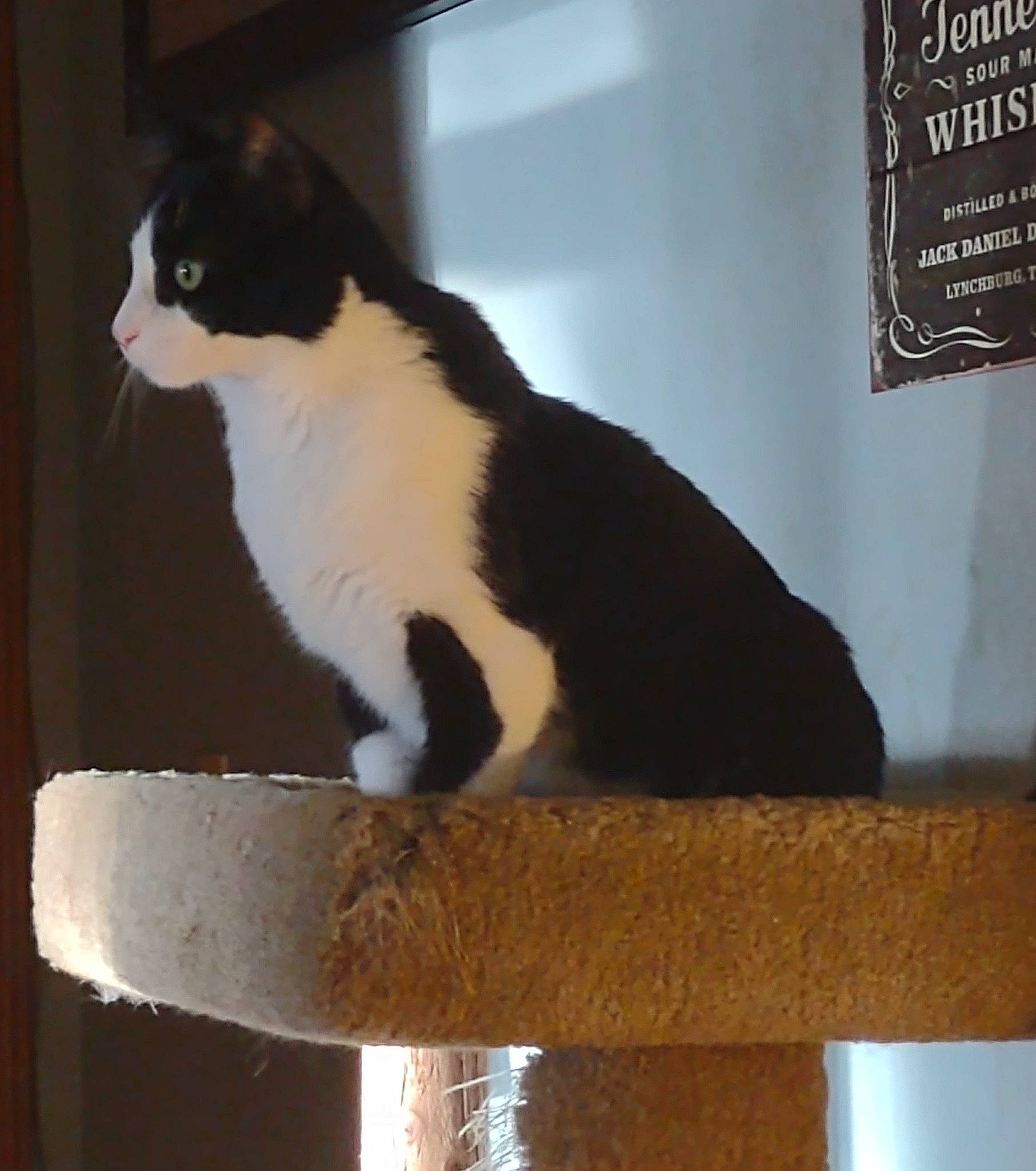 Sylvester joined the competition — help win amazing prizes! carnivore, cat, cat_furniture, cat_supply, domestic_short_haired_cat, felidae, formal_wear, fur, hardwood, pedestal, pet_supply, rectangle, sitting, small_to_medium_sized_cats, snout, tail, trunk, whiskers, wood