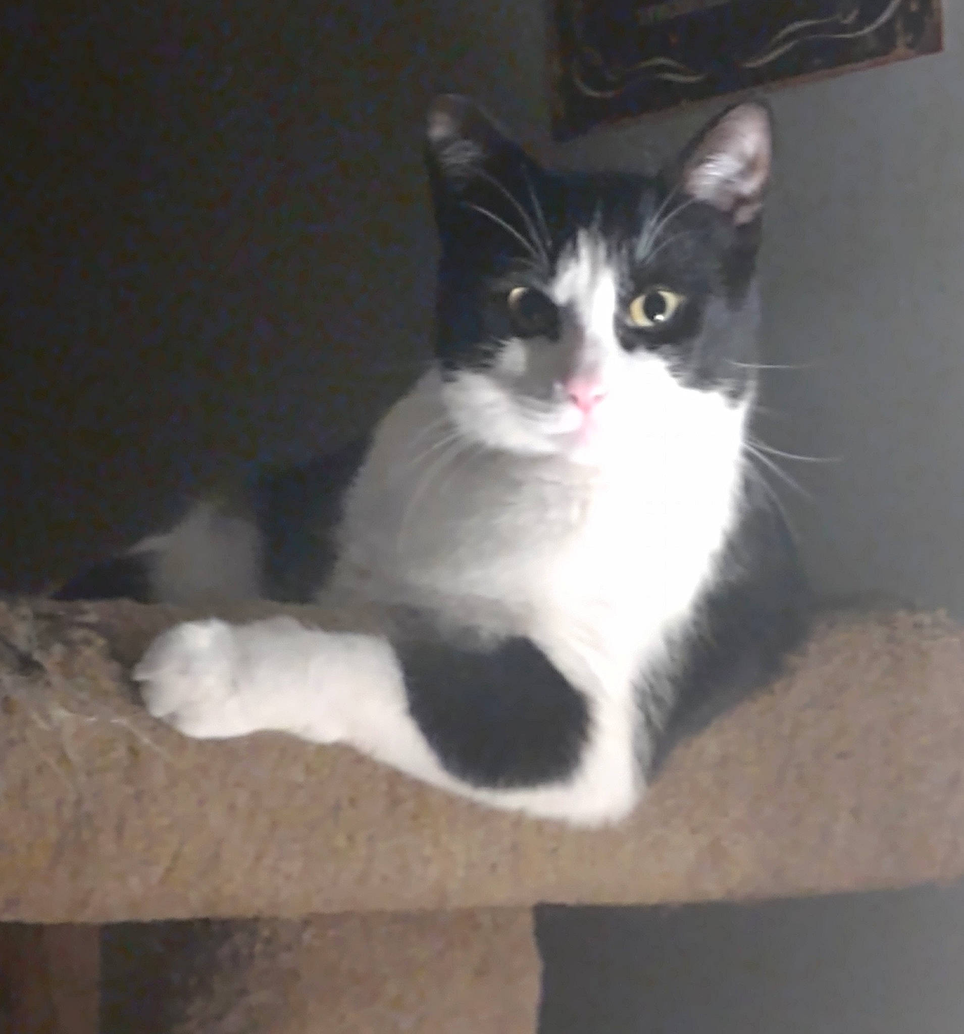 Sylvester joined the competition — help win amazing prizes! box, carnivore, cat, domestic_short_haired_cat, felidae, fur, hardwood, paw, sitting, small_to_medium_sized_cats, snout, tail, whiskers, window, wood