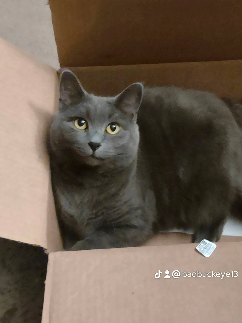 Millie is registered to the contest to win money with this photo: carnivore, cat, domestic_short_haired_cat, felidae, grey, russian_blue, small_to_medium_sized_cats, snout, whiskers, window