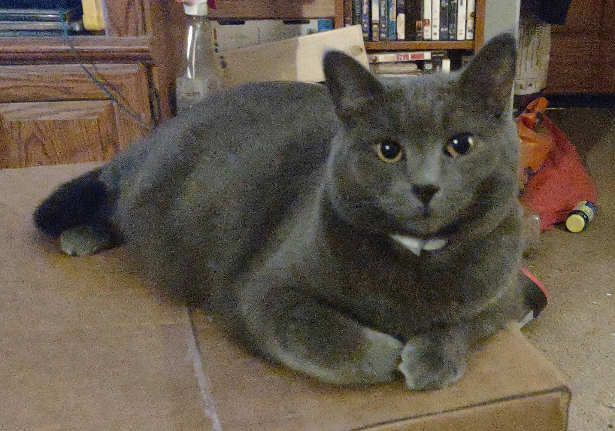 Millie is registered to the contest to win money with this photo: art, bookcase, carnivore, cat, domestic_short_haired_cat, felidae, flooring, fur, grey, hardwood, publication, russian_blue, sculpture, shelf, shelving, small_to_medium_sized_cats, snout, terrestrial_animal, whiskers, window