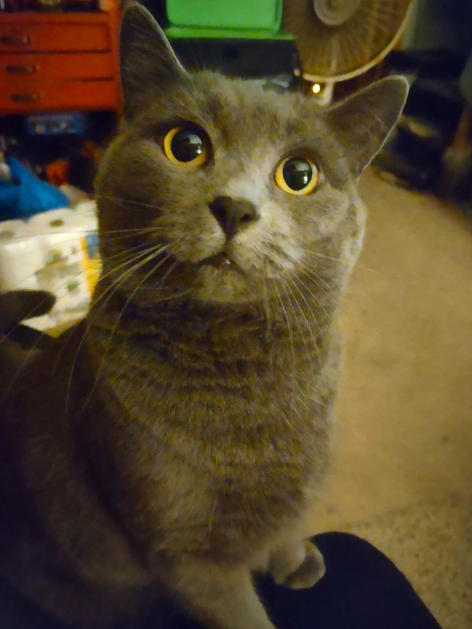 Millie joined the competition — help win amazing prizes! carnivore, cat, domestic_short_haired_cat, felidae, fur, russian_blue, small_to_medium_sized_cats, snout, whiskers