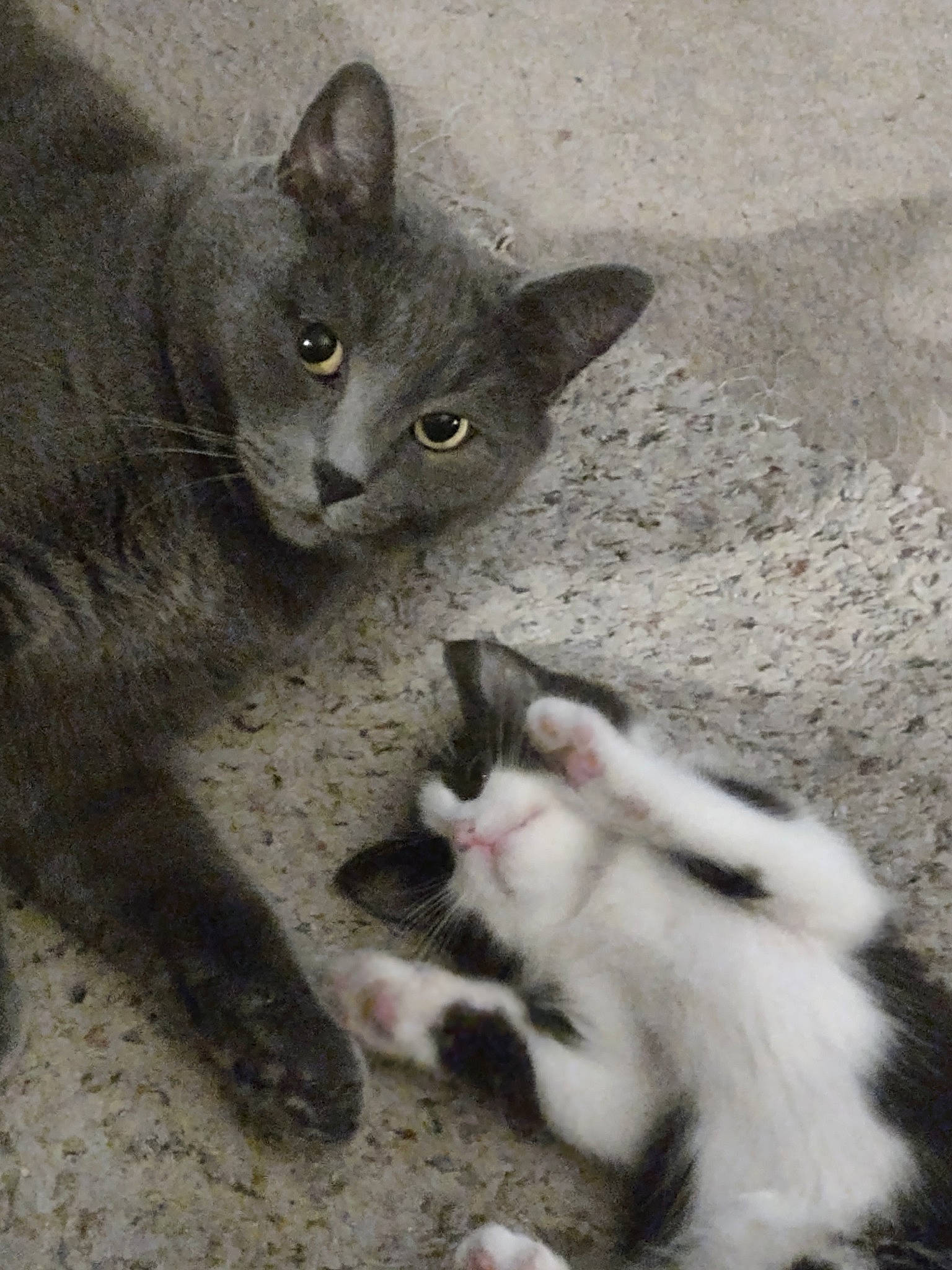 Millie is registered to the contest to win money with this photo: carnivore, cat, claw, domestic_short_haired_cat, felidae, fur, grey, paw, photo_caption, russian_blue, sand, small_to_medium_sized_cats, snout, tail, terrestrial_animal, whiskers, window