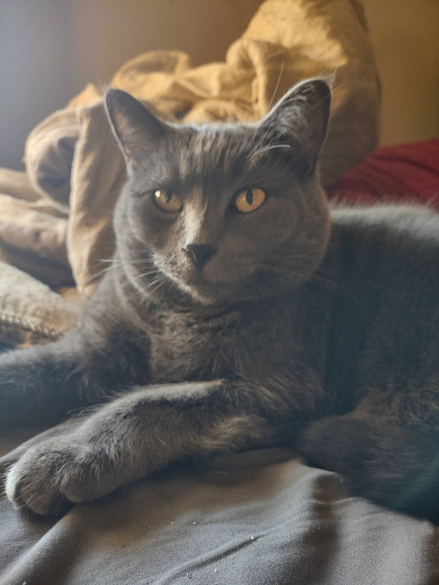 Millie is registered to the contest to win money with this photo: carnivore, cat, cat_supply, comfort, domestic_short_haired_cat, ear, felidae, fur, grey, russian_blue, small_to_medium_sized_cats, snout, tail, terrestrial_animal, whiskers, window