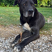 Narval participe au concours pour gagner de l'argent avec cette photo : dog, black_dog, white_patch, stick, gravel, grass, greenery, outdoor, pet, animal, canine, resting, nature, daylight, fur, paws, ears, alert, calm, background