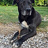 dog, black_dog, white_patch, stick, gravel, grass, greenery, outdoor, pet, animal, canine, resting, nature, daylight, fur, paws, ears, alert, calm, background