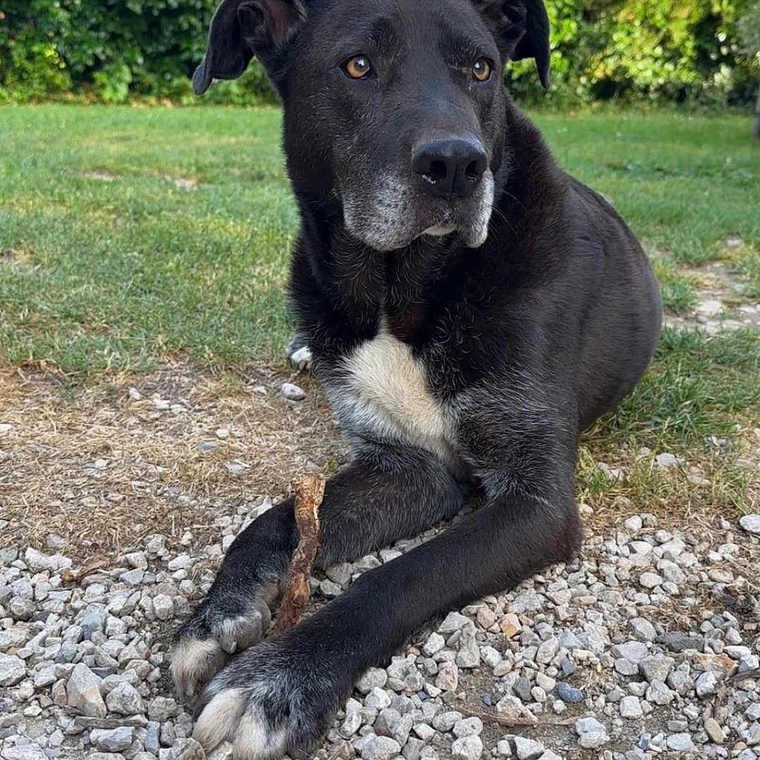 Narval participe au concours pour gagner de l'argent avec cette photo : dog, black_dog, white_patch, stick, gravel, grass, greenery, outdoor, pet, animal, canine, resting, nature, daylight, fur, paws, ears, alert, calm, background