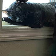 Salem joined the competition — help win amazing prizes! black_cat, cat, sleeping, windowsill, window, curtain, indoor, pet, whiskers, fur, nap, cozy, closeup, ledge, sunlight, shadow, resting, domestic_animal, mammal, portrait
