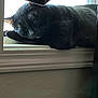 black_cat, cat, sleeping, windowsill, window, curtain, indoor, pet, whiskers, fur, nap, cozy, closeup, ledge, sunlight, shadow, resting, domestic_animal, mammal, portrait
