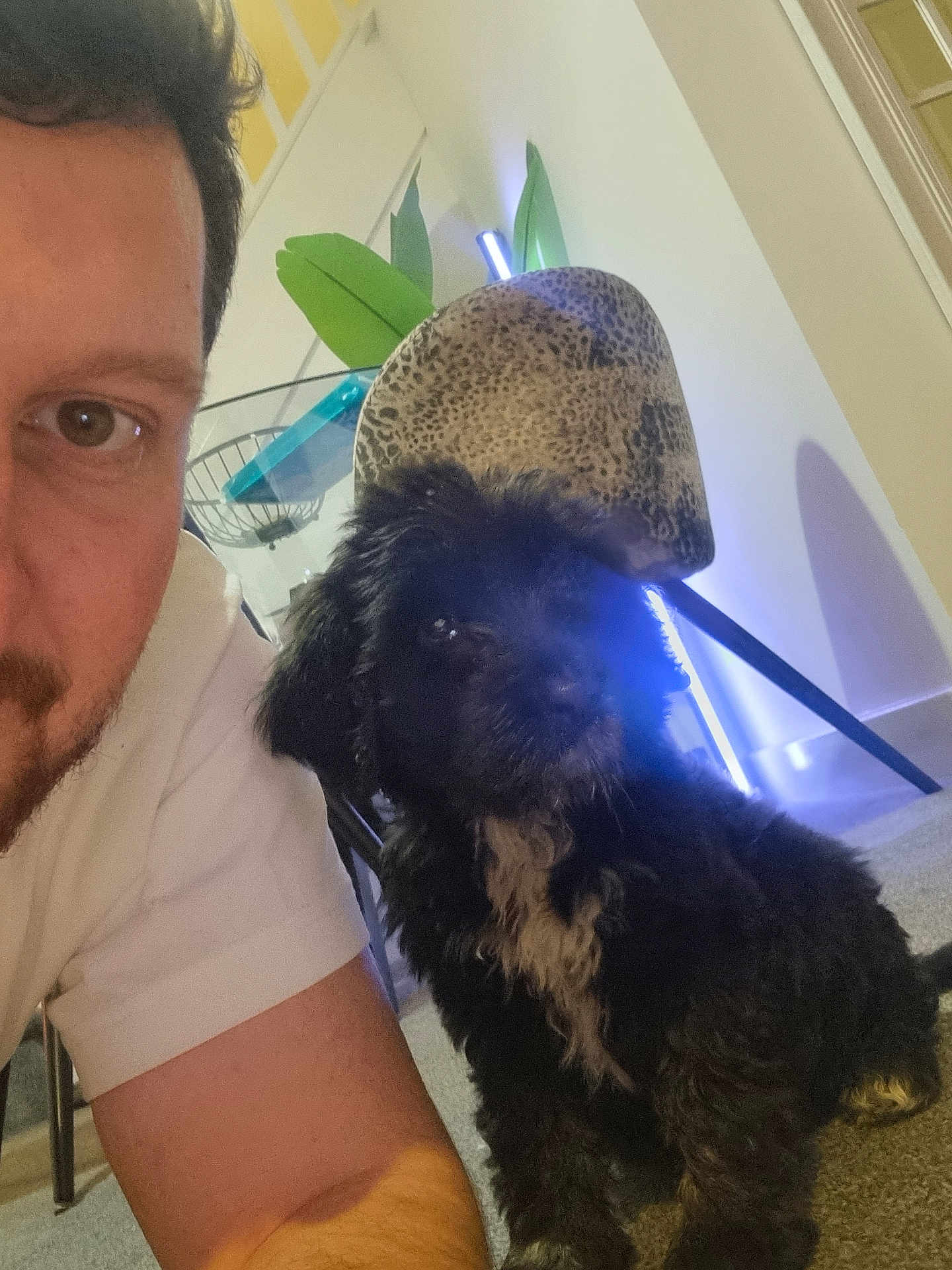 Pepper is registered to the contest to win money with this photo: man, puppy, dog, indoor, carpet, chair, leopard_print, white_shirt, floor, pet, animal, furniture, lighting, home, cute, black_fur, white_patch, portrait, companion, relaxation