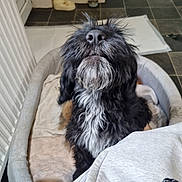 Pepper is registered to the contest to win money with this photo: dog, pet, black_dog, gray_fur, dog_bed, indoor, kitchen, tiled_floor, water_dispenser, feeding_bowl, curious, scruffy, beard, cozy, home, animal, canine, close_up, waiting, looking_up