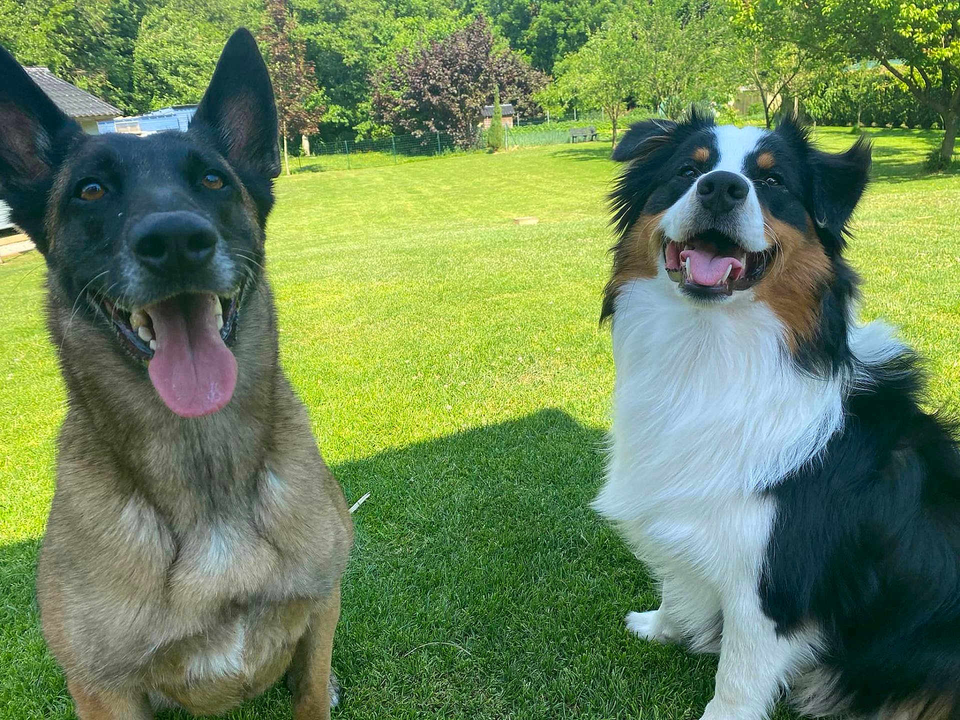 Naya Et Hopi participe au concours pour gagner de l'argent avec cette photo : animal, canine, daytime, dog, ears, fur, garden, grass, greenery, happy, nature, outdoor, panting, pet, playful, smiling, summer, sunlight, tongue, two_dogs