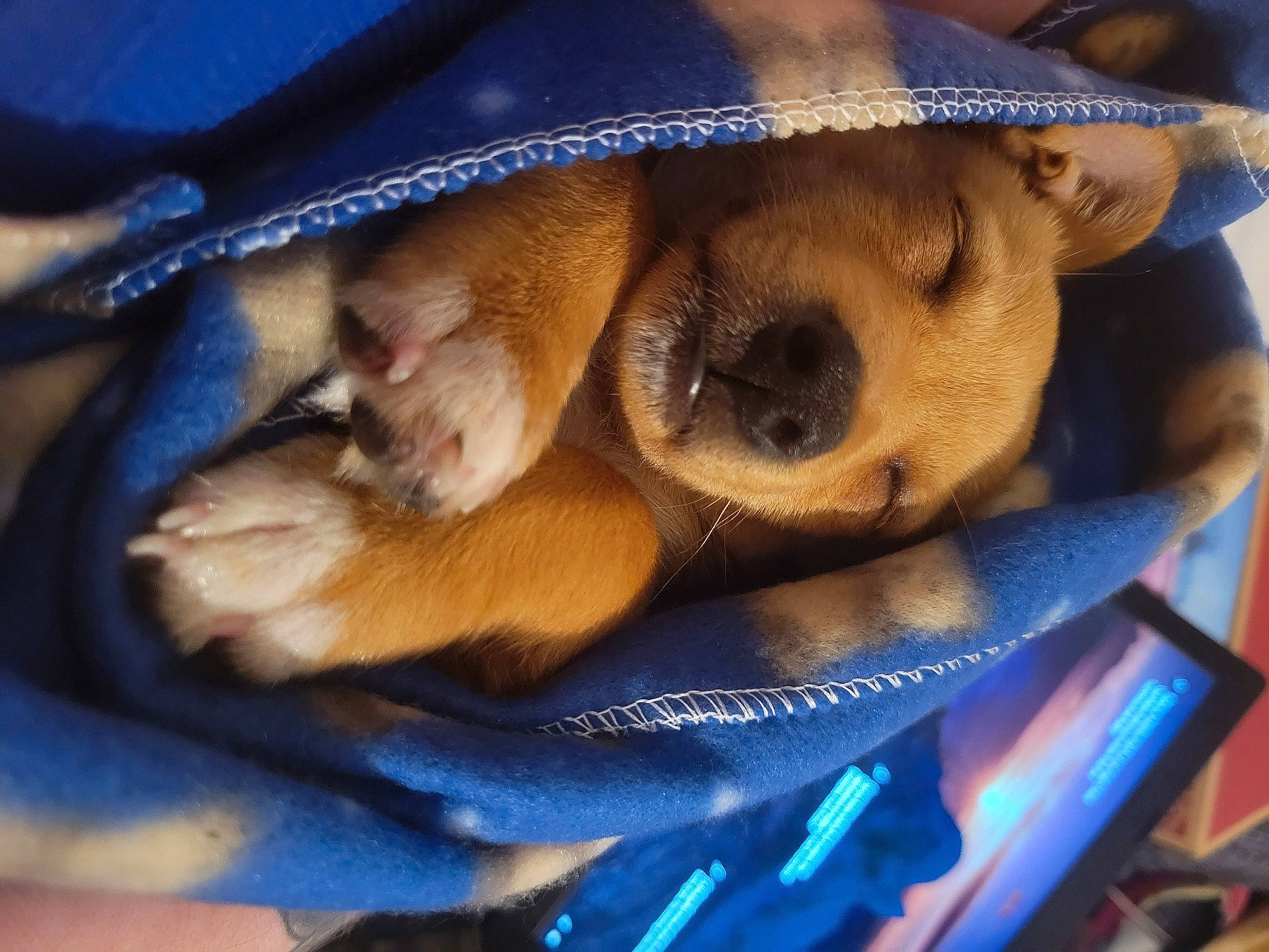 Clifford is registered to the contest to win money with this photo: blue, canidae, carnivore, comfort, companion_dog, dog, dog_breed, electric_blue, fawn, fur, hat, paw, pet_supply, puppy, selfie, snout, sporting_group, toy_dog, whiskers, working_animal