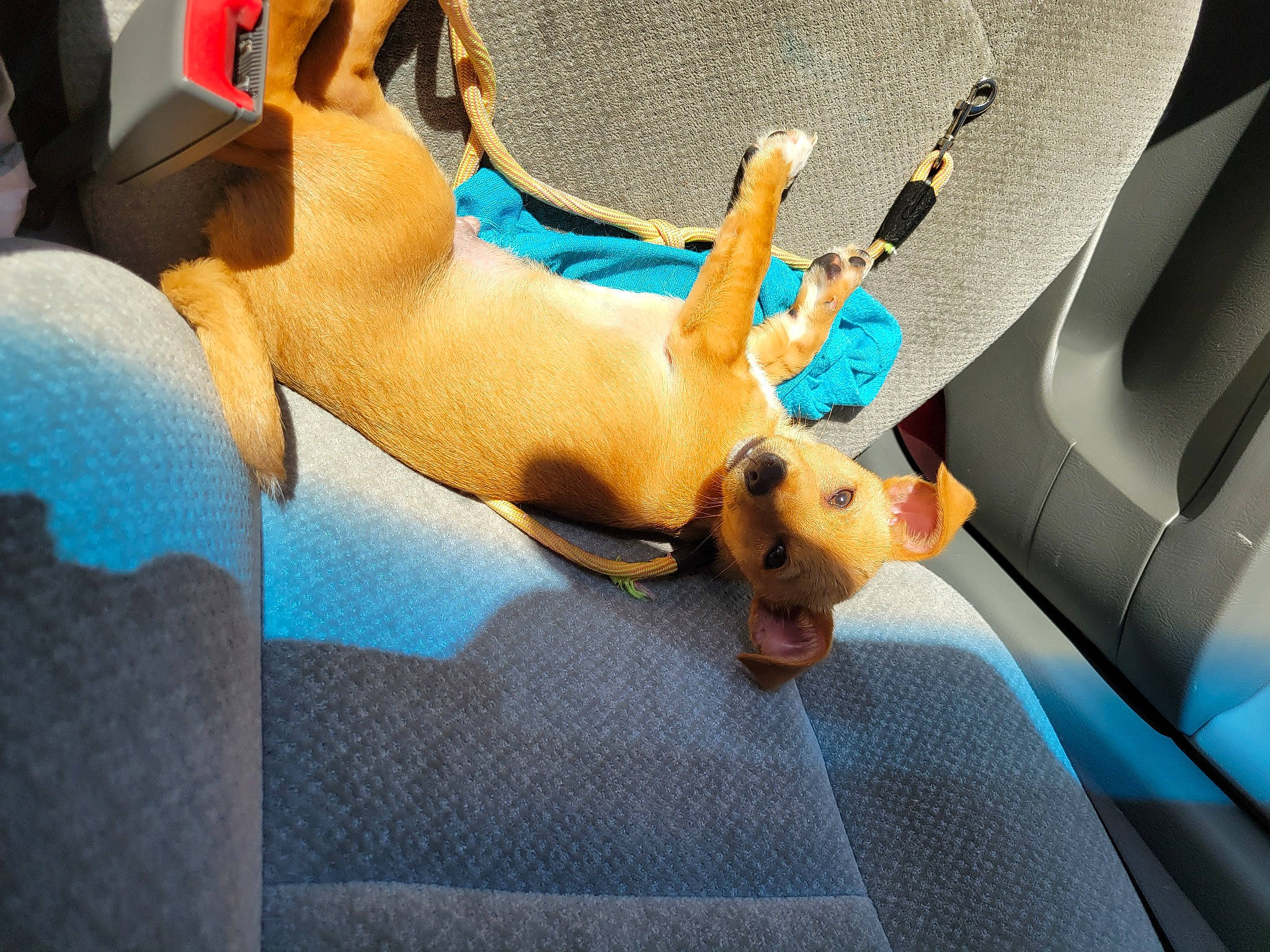 Clifford is registered to the contest to win money with this photo: abdomen, auto_part, barechested, car, car_seat, carnivore, chest, comfort, companion_dog, couch, dog_breed, fawn, human_leg, snout, stuffed_toy, tail, thigh, toy, trunk, vehicle_door